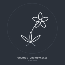 Orchideengewächse