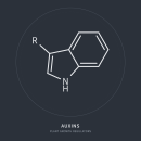 Auxine