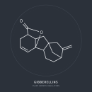 Gibberelline