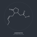 Jasmonate